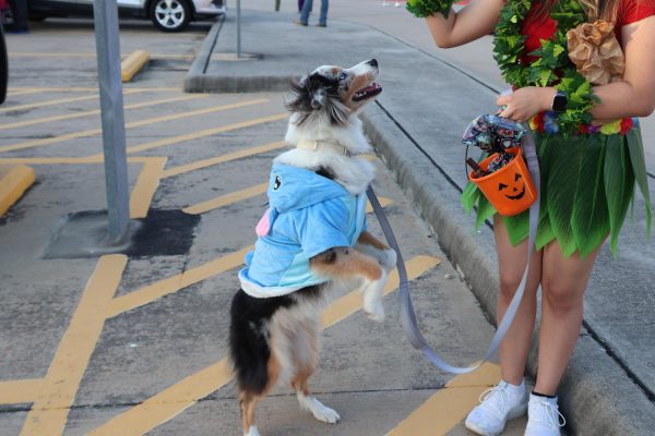 Bark-tacular Costumes